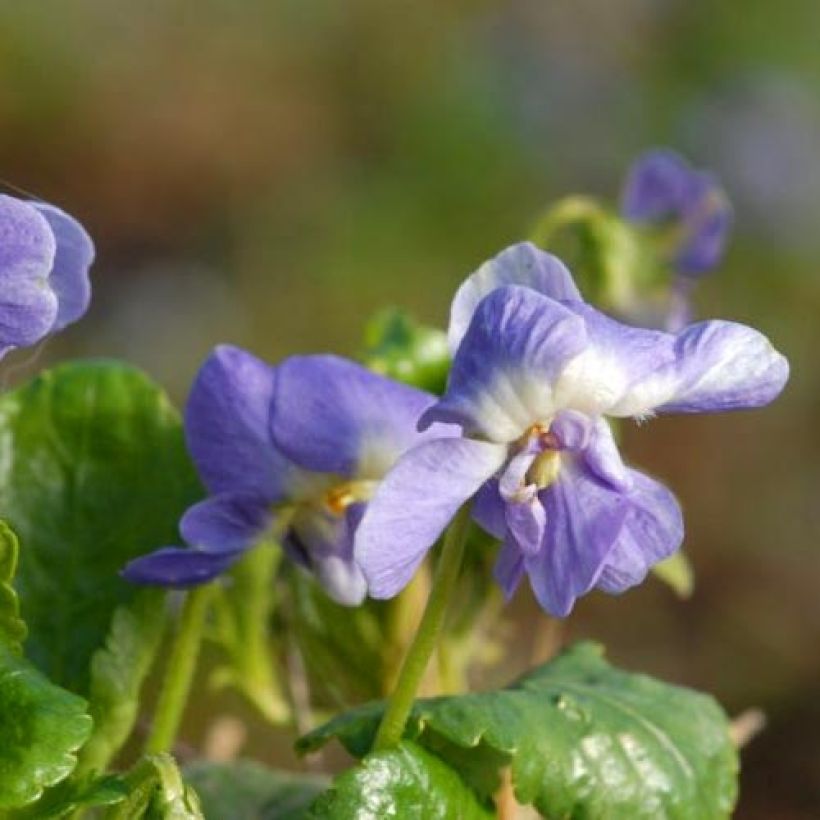Viola suavis Parme de Toulouse - Parma-Veilchen (Flowering)