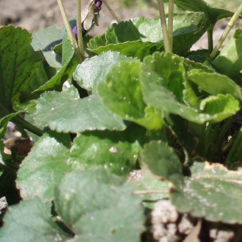 Viola odorata Plena - März-Veilchen (Foliage)