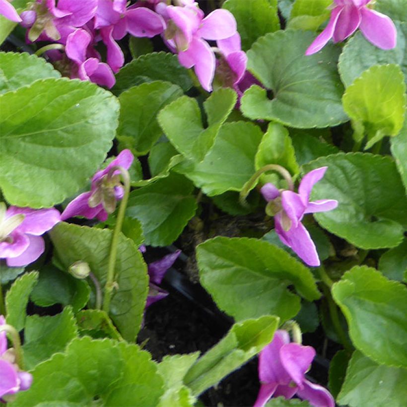 Viola odorata Red Charm - März-Veilchen (Foliage)