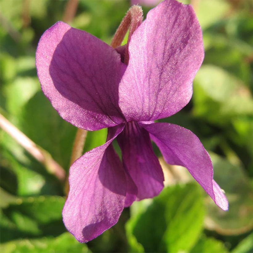 Viola odorata Red Charm - März-Veilchen (Flowering)
