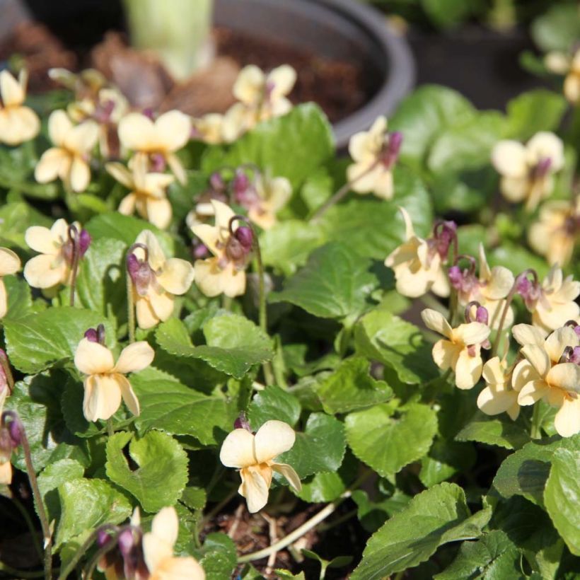 Viola odorata Vanilla - März-Veilchen (Flowering)