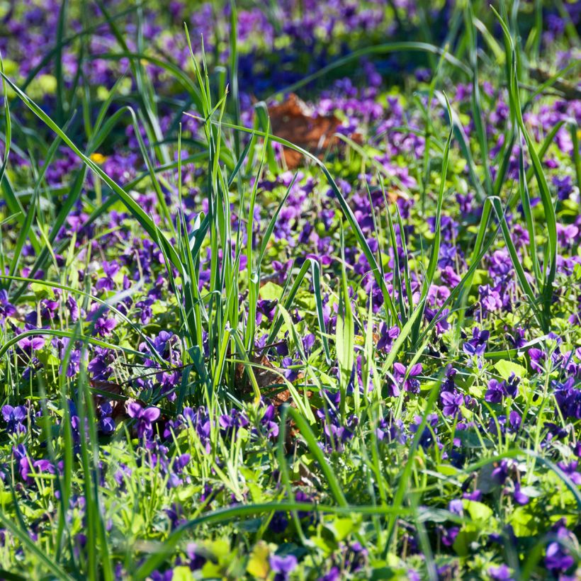 Viola odorata - März-Veilchen (Plant habit)