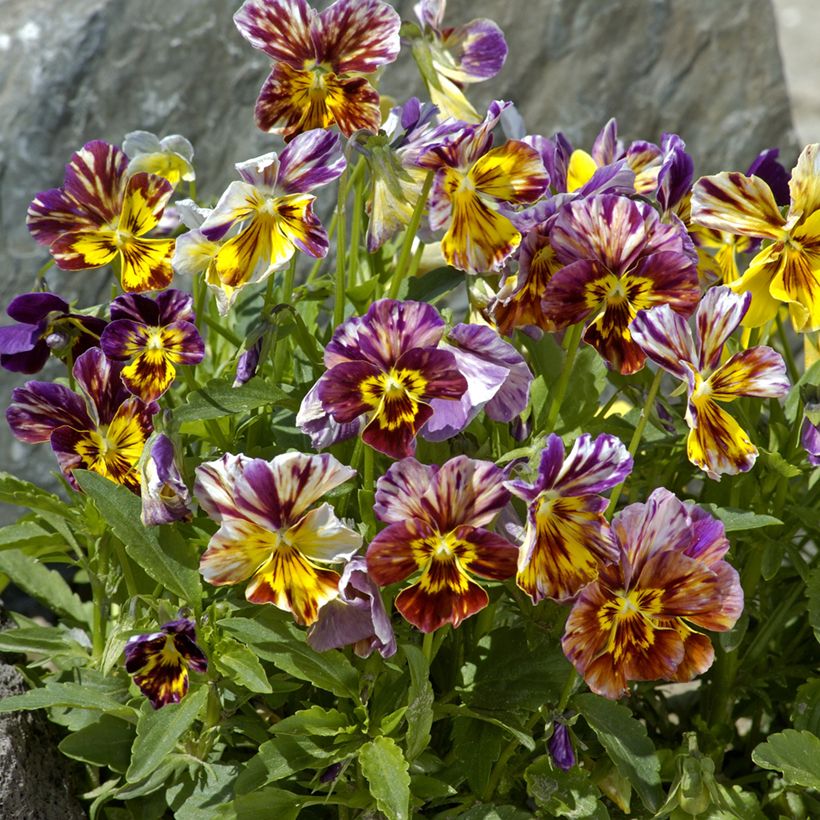 Stiefmütterchen Brush Strokes (Samen) (Plant habit)