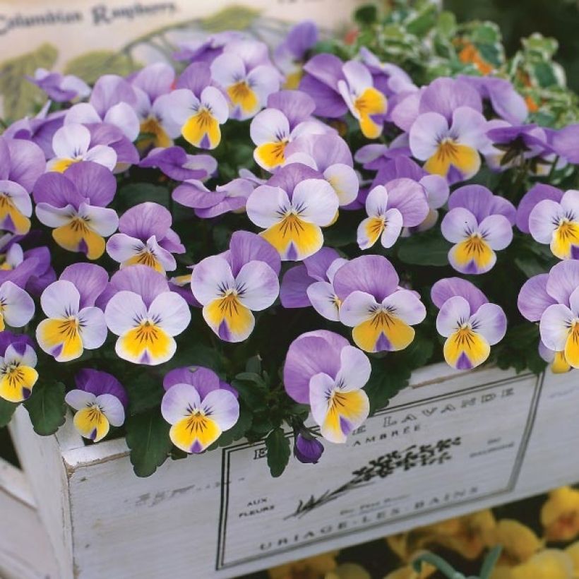Horn-Veilchen F1 Kitty Surprise (Plant habit)