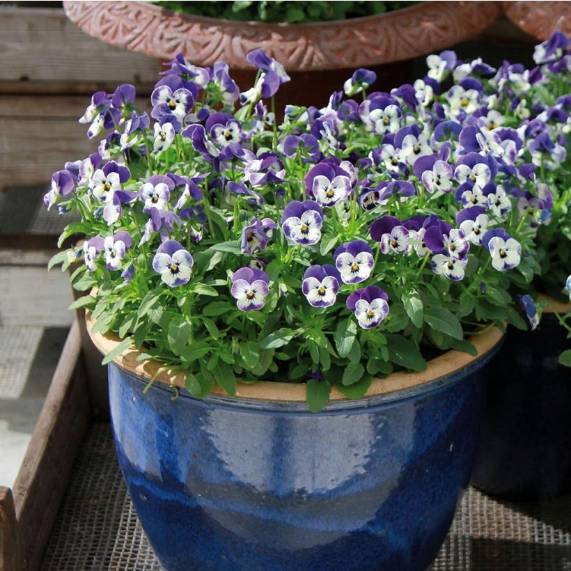 Horn-Veilchen Sorbet Delft Blue (Plant habit)