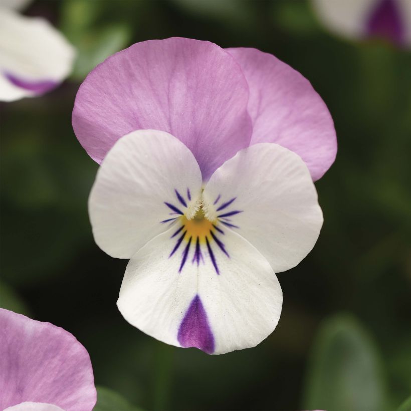 Horn-Veilchen Sorbet XP Pink Wing (Flowering)