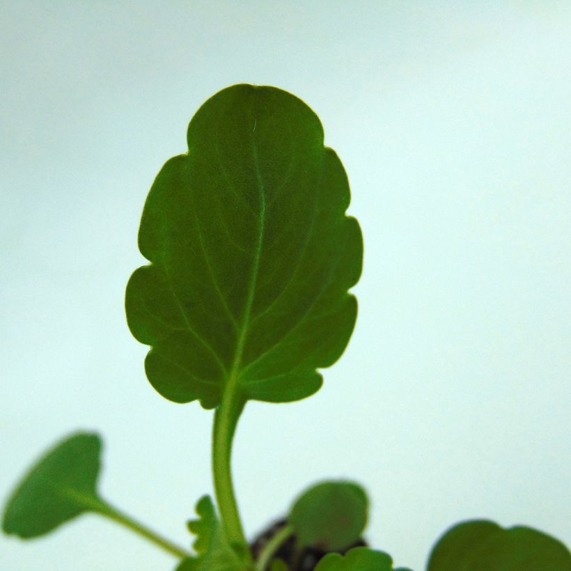 Horn-Veilchen Sorbet Xp True Blue (Foliage)