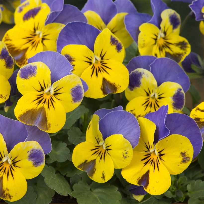 Horn-Veilchen Yellow Blue Jump-Up (Flowering)