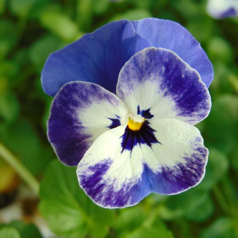 Horn-Veilchen Sorbet Delft Blue (Flowering)