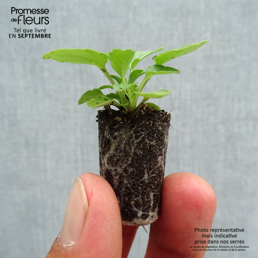 Example of Horn-Veilchen Lemon Jump-Up Mini-Plug Ø 1,5/2,5 cm as you get in automne