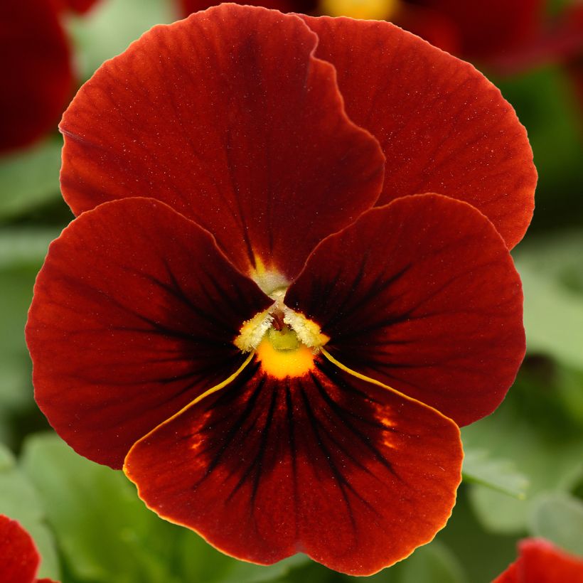 Horn-Veilchen Sorbet Xp Red (Flowering)