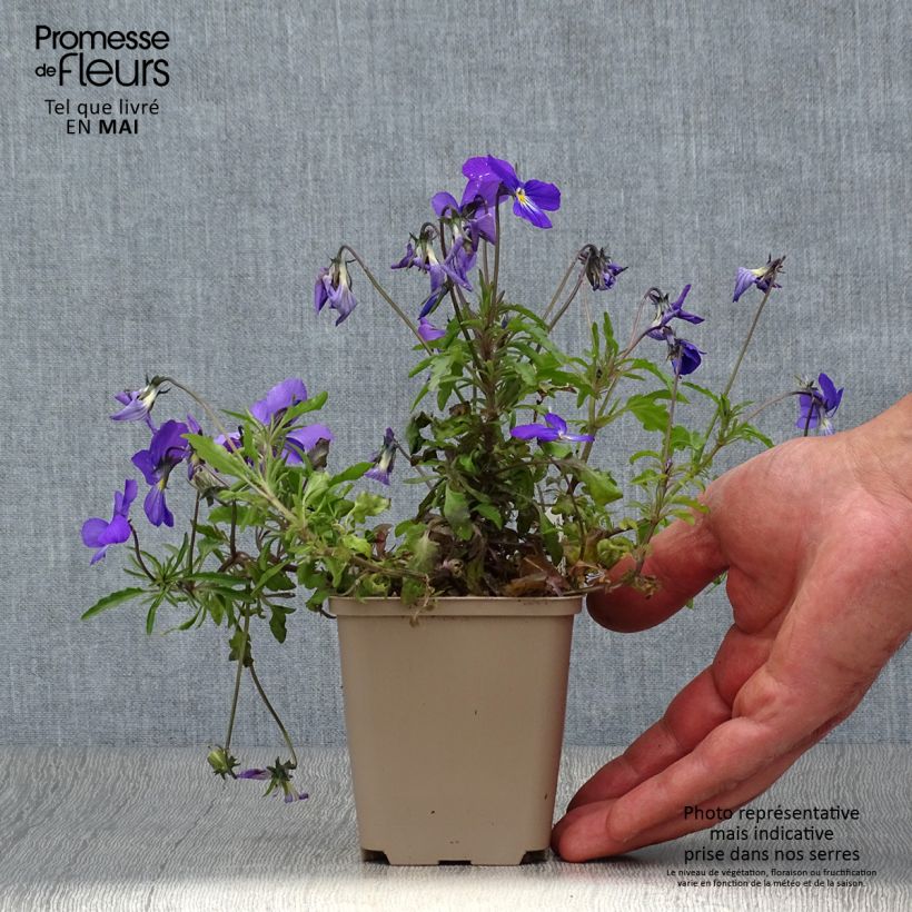 Exemplar von Viola corsica - Korsische Veilchen Kleine Töpfe von 8/9 cm wie im Frühjahr geliefert