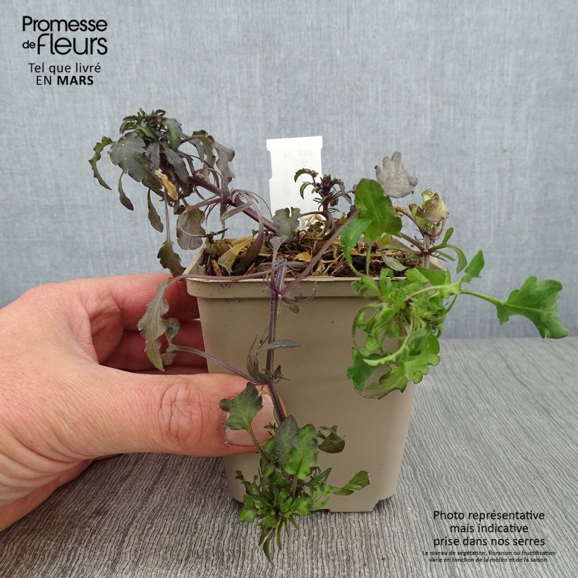 Example of Viola corsica - Korsische Veilchen Kleine Töpfe von 8/9 cm as you get in hiver