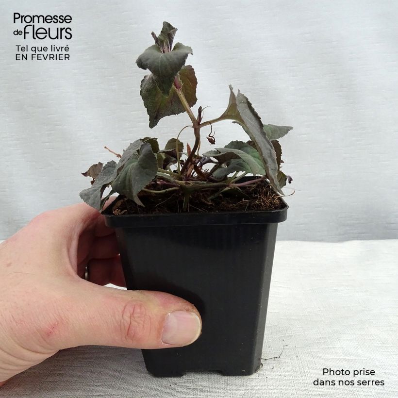 Exemplar von Viola riviniana var. purpurea - Purpur-Veilchen Kleine Töpfe von 8/9 cm wie im Winter geliefert