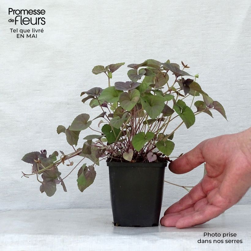 Exemplar von Viola riviniana var. purpurea - Purpur-Veilchen Kleine Töpfe von 8/9 cm wie im Frühjahr geliefert