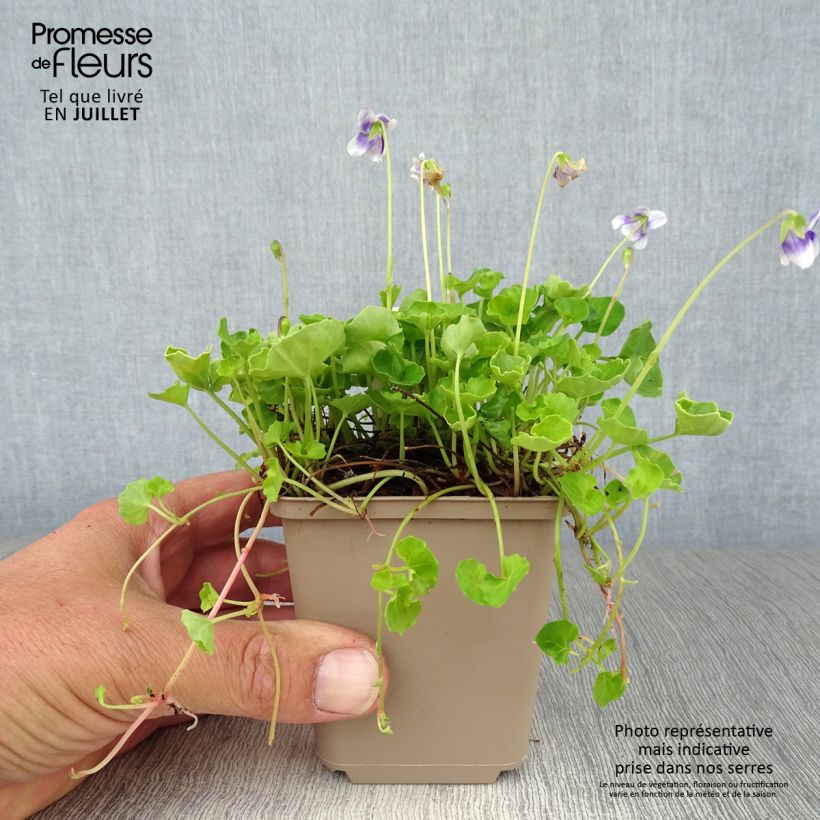 Exemplar von Viola hederacea - Australisches Veilchen Kleine Töpfe von 8/9 cm wie im Sommer geliefert
