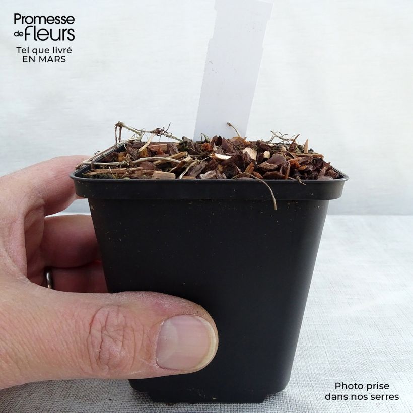 Exemplar von Viola hederacea - Australisches Veilchen Kleine Töpfe von 8/9 cm wie im Winter geliefert