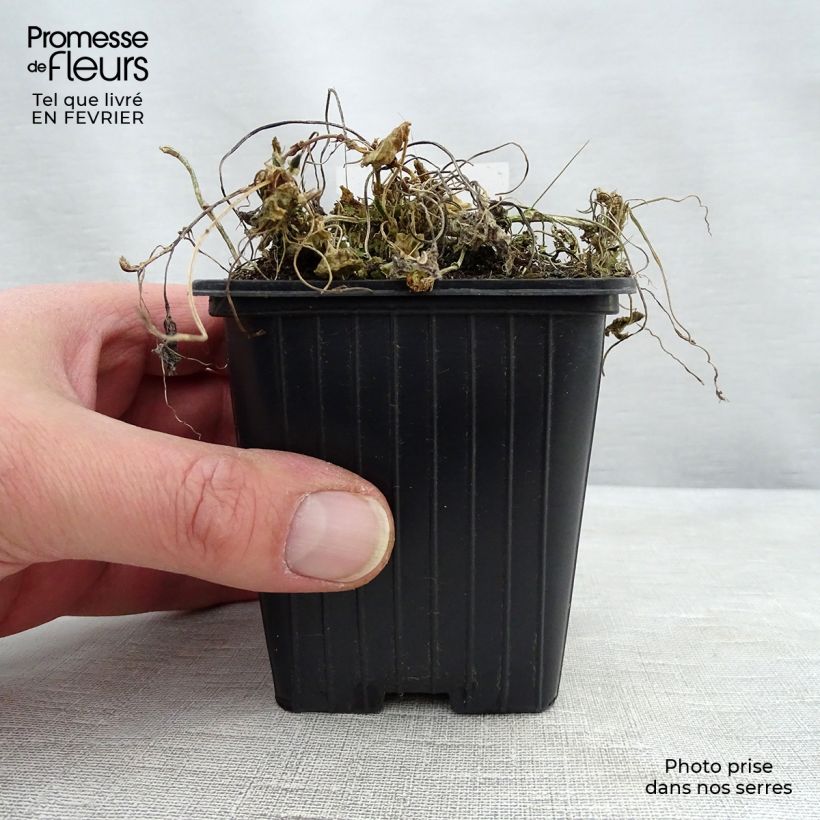 Exemplar von Viola odorata Königin Charlotte - März-Veilchen Kleine Töpfe von 8/9 cm wie im Winter geliefert