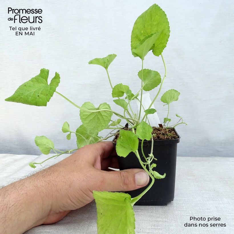 Exemplar von Viola odorata Königin Charlotte - März-Veilchen Kleine Töpfe von 8/9 cm wie im Frühjahr geliefert