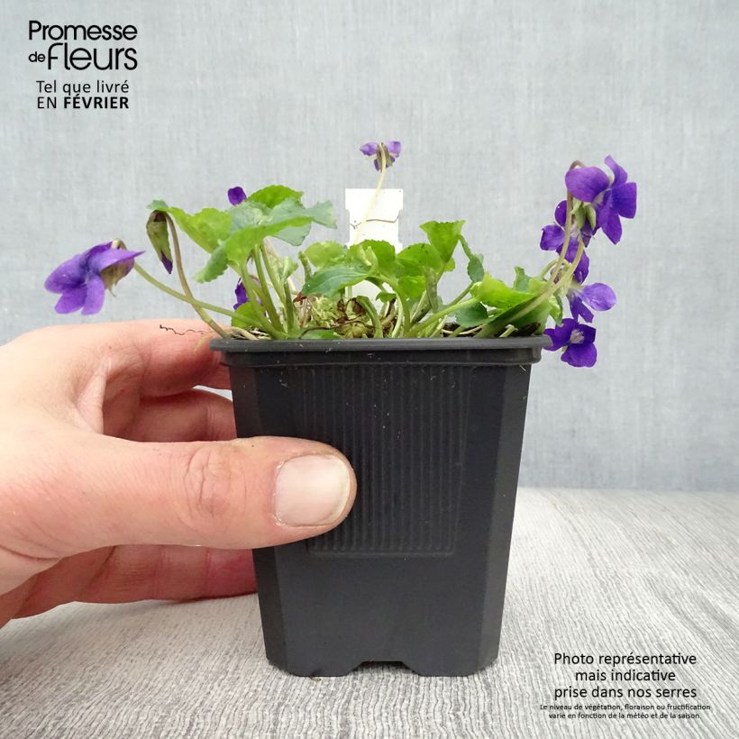 Exemplar von Viola odorata Mrs Pinehurst - März-Veilchen Kleine Töpfe von 8/9 cm wie im Winter geliefert