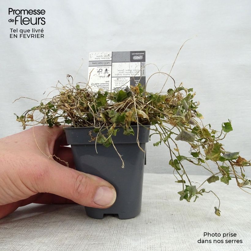 Exemplar von Viola suavis Parme de Toulouse - Parma-Veilchen Kleine Töpfe von 7/8 cm wie im Winter geliefert