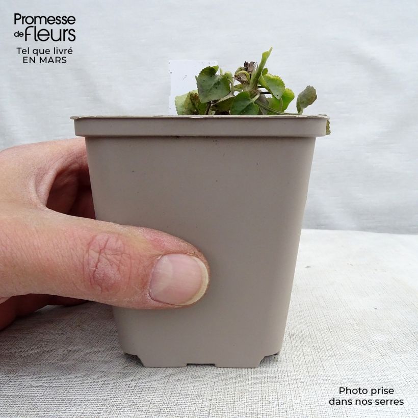 Exemplar von Viola odorata - März-Veilchen Kleine Töpfe von 8/9 cm wie im Frühjahr geliefert
