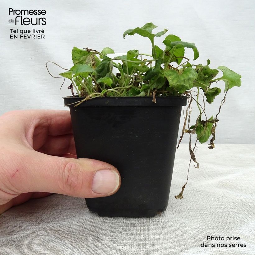 Exemplar von Viola odorata Red Charm - März-Veilchen Kleine Töpfe von 8/9 cm wie im Winter geliefert