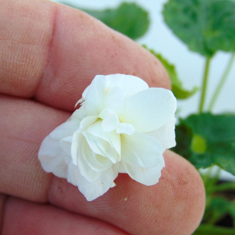 Viola odorata Reine Des Blanches - März-Veilchen (Flowering)