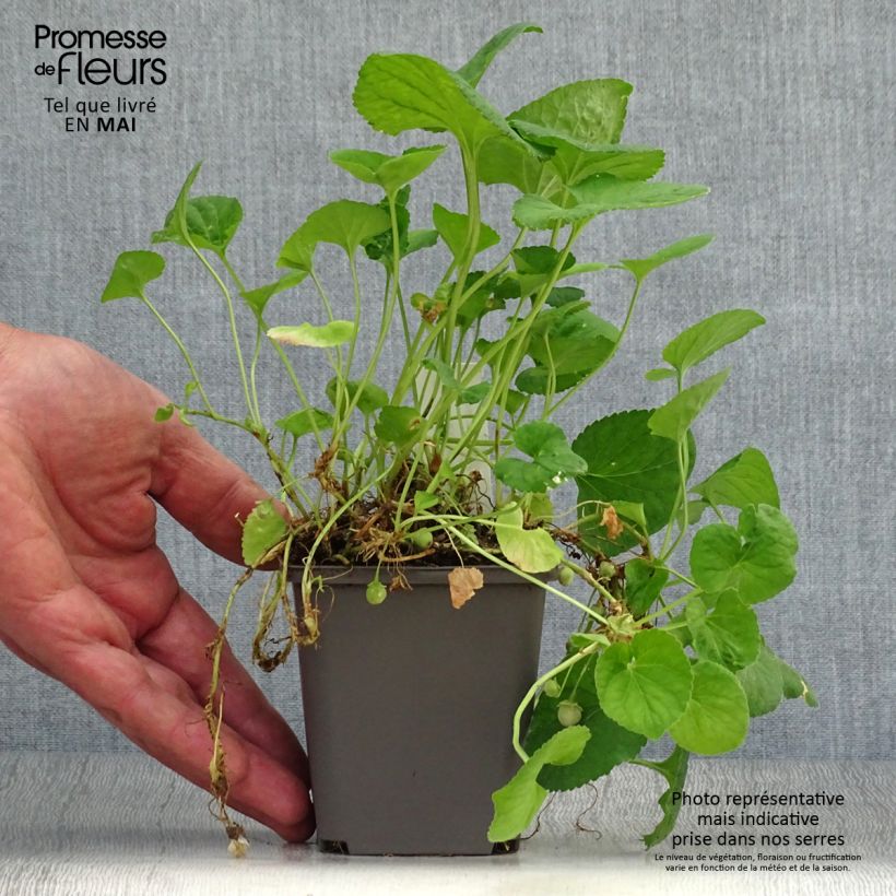 Exemplar von Viola odorata Reine Des Blanches - März-Veilchen Kleine Töpfe von 8/9 cm wie im Frühjahr geliefert