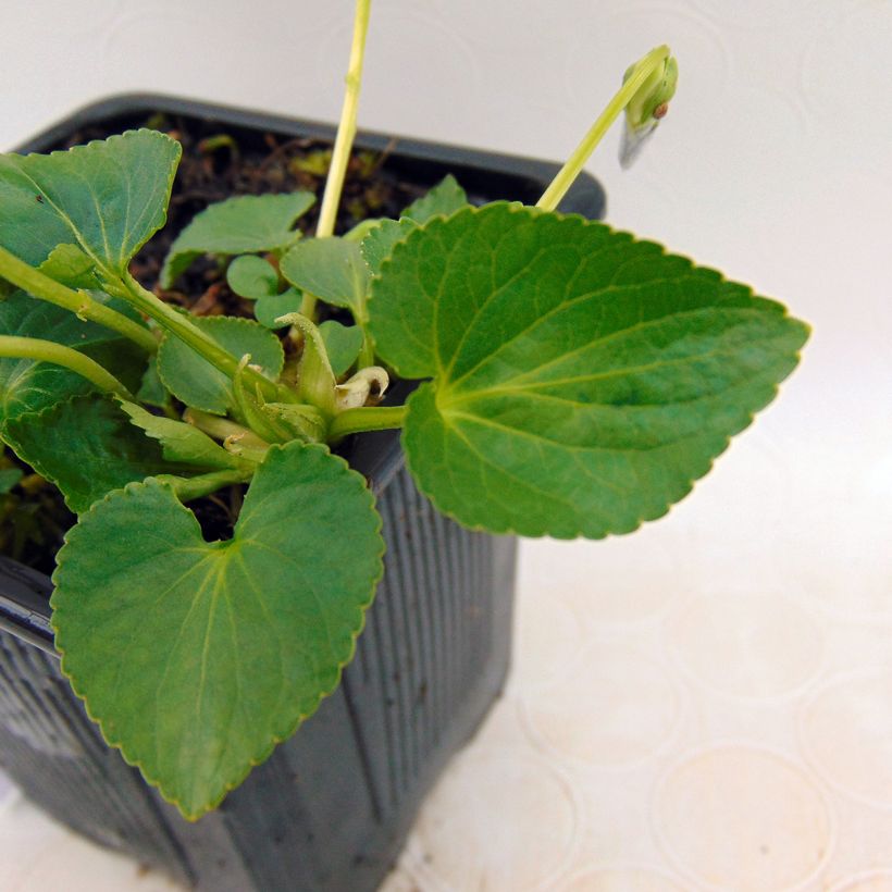 Viola sororia Priceana - Pfingst-Veilchen (Foliage)
