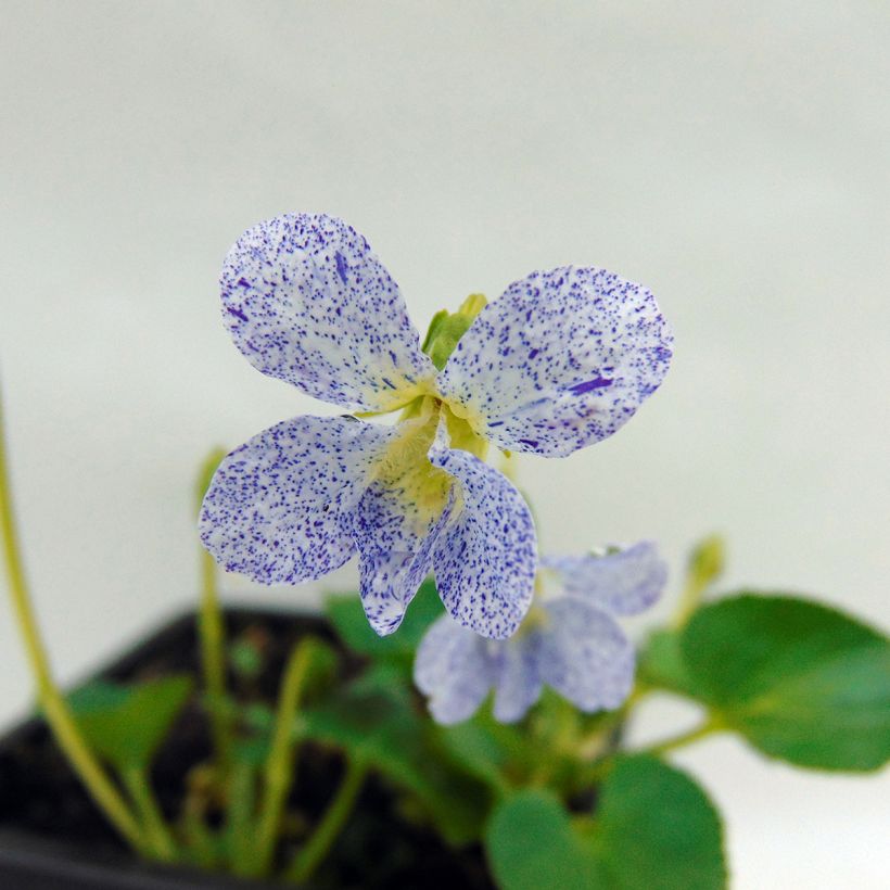 Viola sororia Priceana - Pfingst-Veilchen (Flowering)
