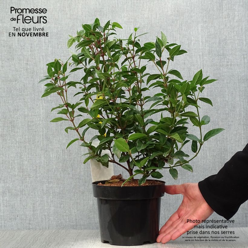 Example of Lorbeerblättriger Schneeball Spirit - Viburnum tinus Topf mit 1,5L/2L as you get in automne