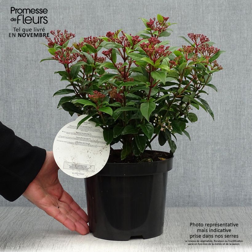 Example of Lorbeerblättriger Schneeball Spirit - Viburnum tinus Topf mit 3L/4L as you get in automne