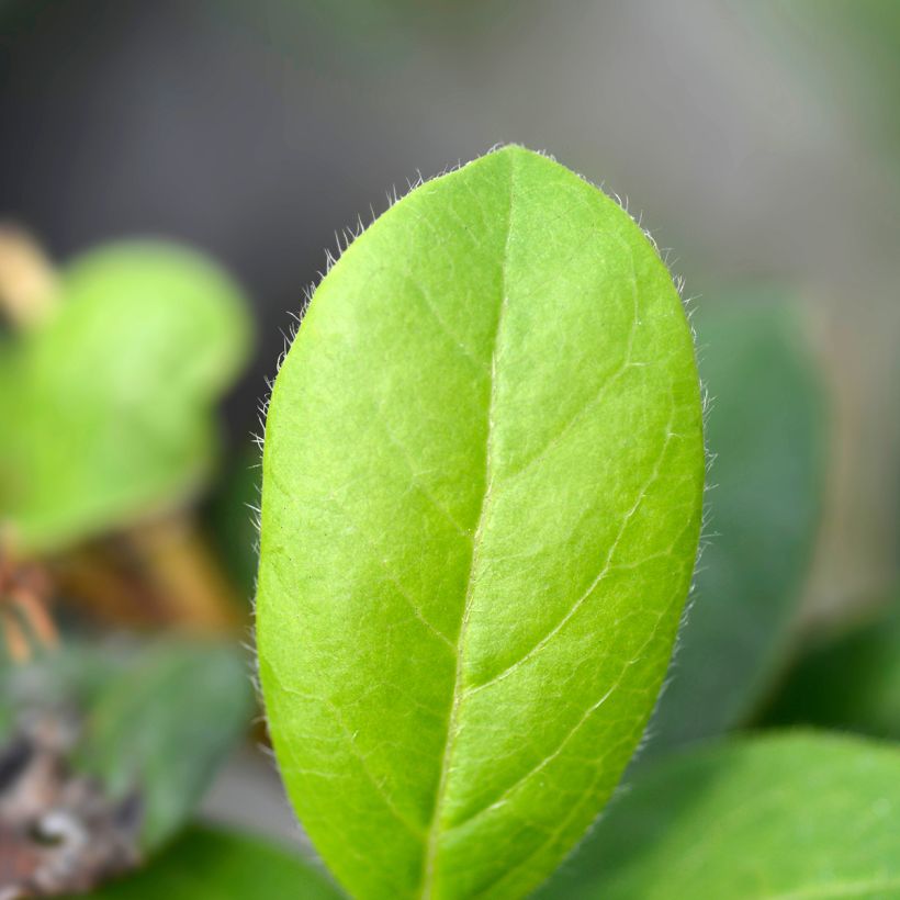 Lorbeerblättriger Schneeball Gwenllian - Viburnum tinus (Laub)