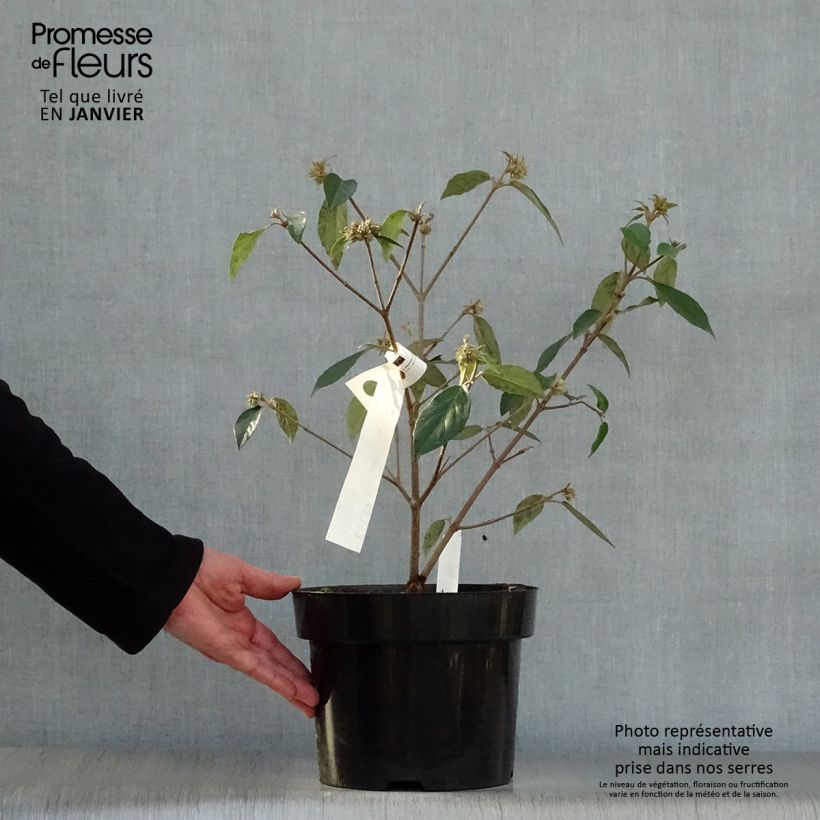 Exemplar von Schneeball Eskimo - Viburnum utile Topf mit 4L/5L wie im Winter geliefert