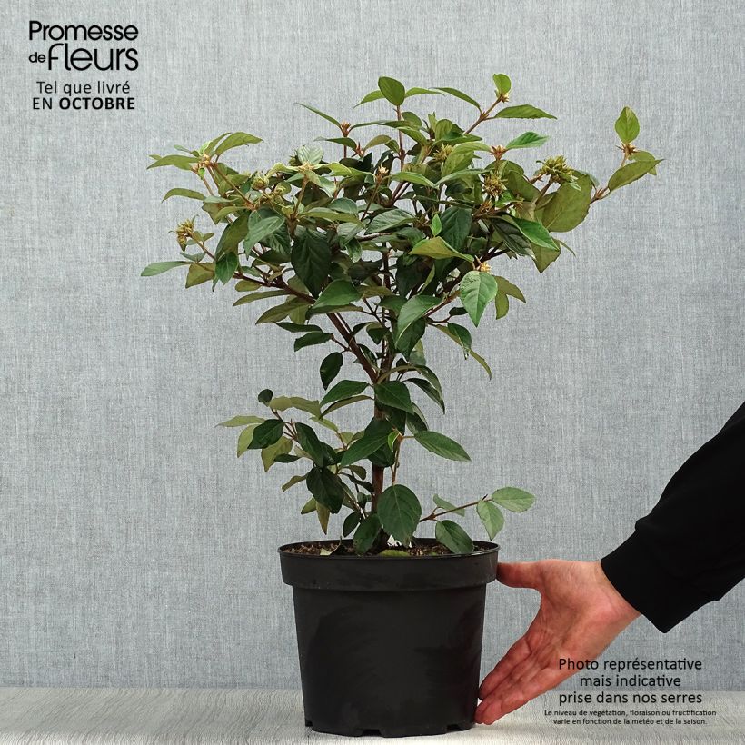 Example of Schneeball Eskimo - Viburnum utile Topf mit 4L/5L as you get in automne