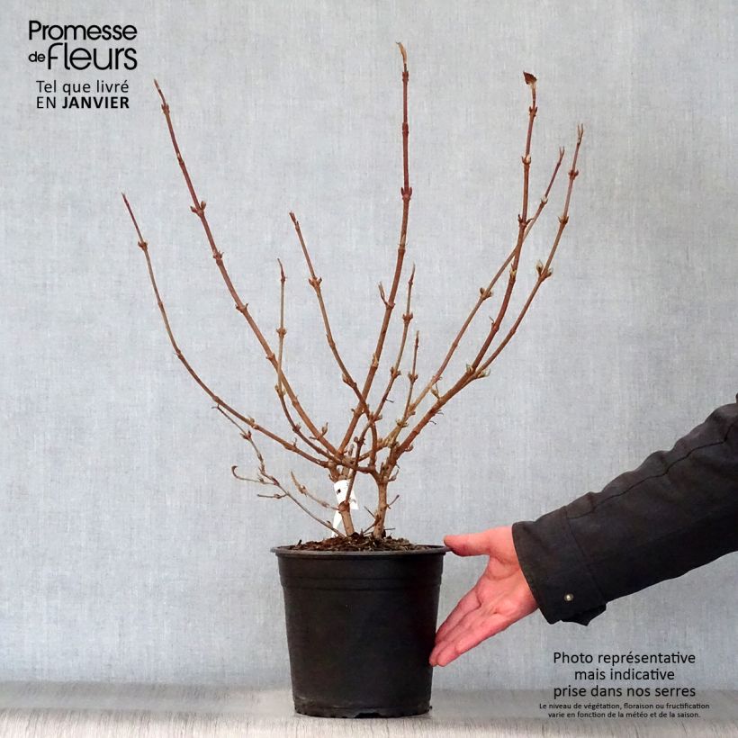 Exemplar von Japanischer Schneeball Mariesii Great Star - Viburnum plicatum Topf mit 4L/5L wie im Winter geliefert