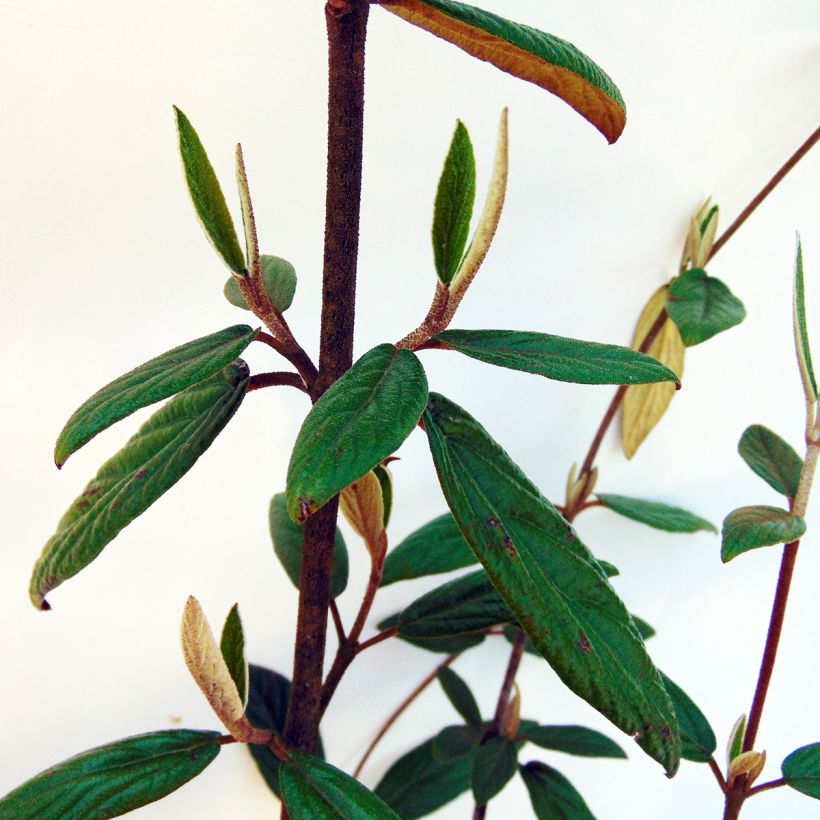 Schneeball Pragense - Viburnum (Foliage)