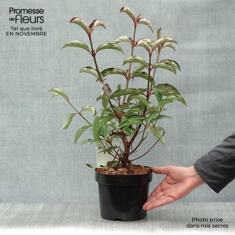 Example of Wintergrüner Schneeball Winton - Viburnum hillieri Topf mit 3L/4L as you get in automne