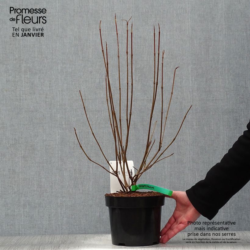 Exemplar von Schneeball Brandywine - Viburnum nudum Topf mit 2L/3L wie im Winter geliefert