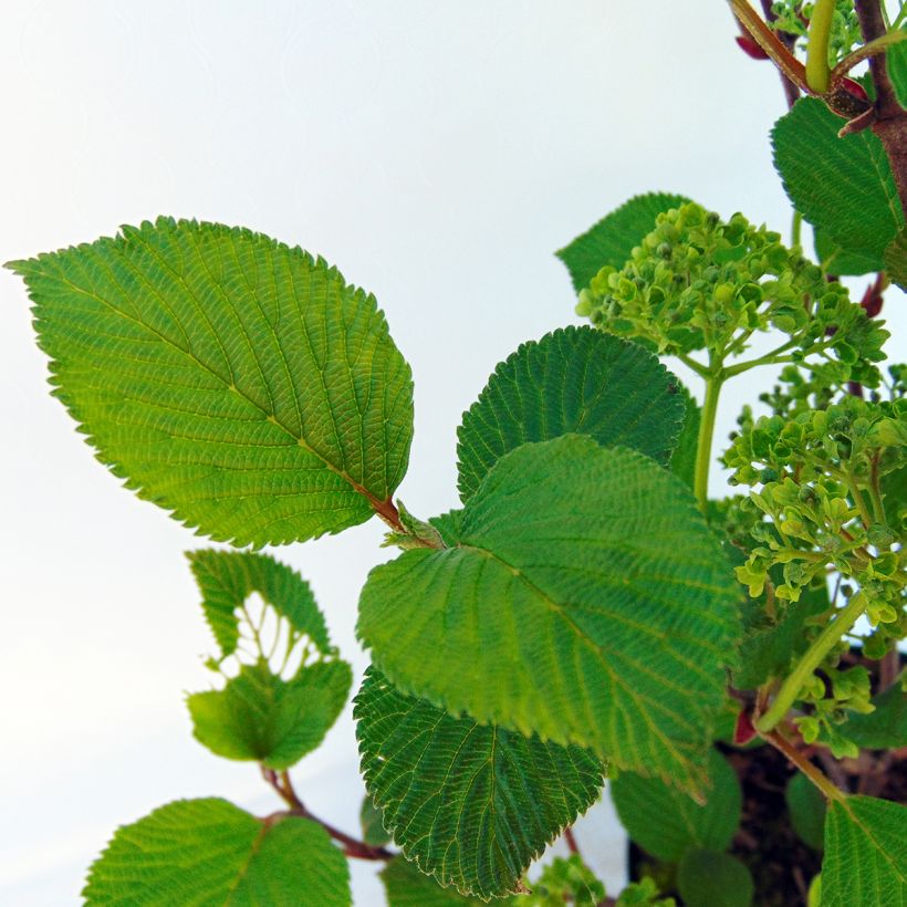Japanischer Schneeball Grandiflorum Noble - Viburnum plicatum (Foliage)