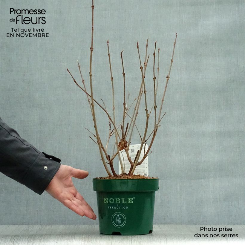 Example of Japanischer Schneeball Grandiflorum Noble - Viburnum plicatum Topf mit 2L/3L as you get in automne