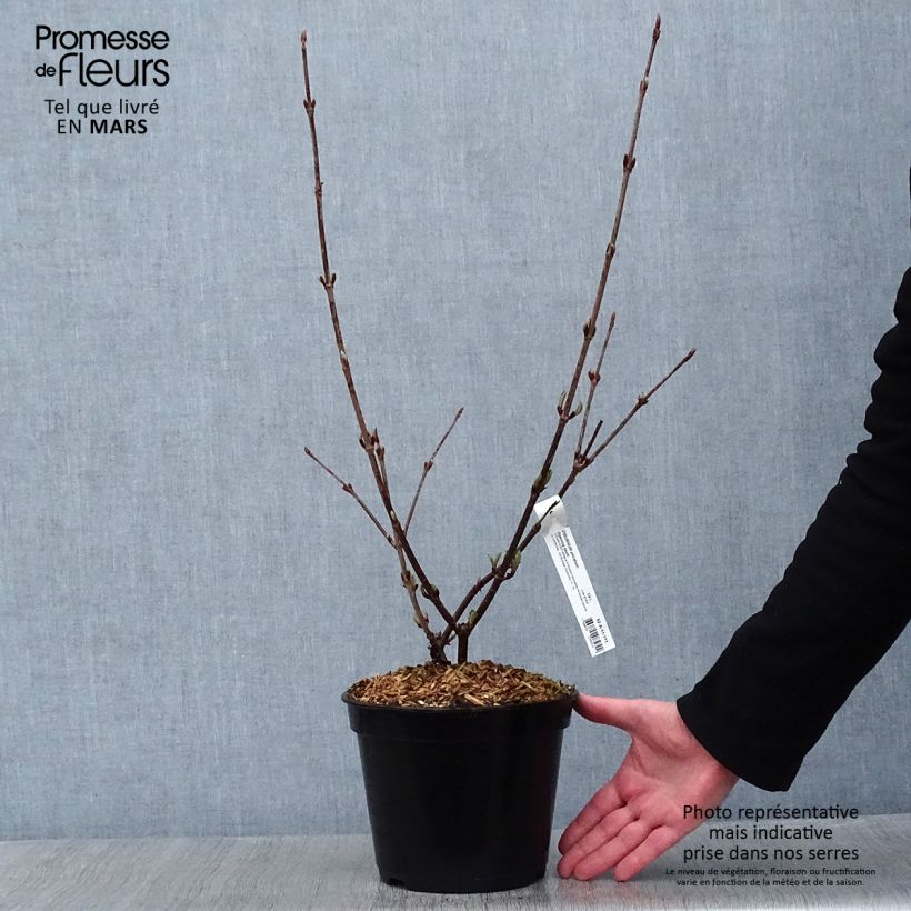 Exemplar von Japanischer Schneeball Opening Day - Viburnum plicatum Topf mit 3L/4L wie im Winter geliefert
