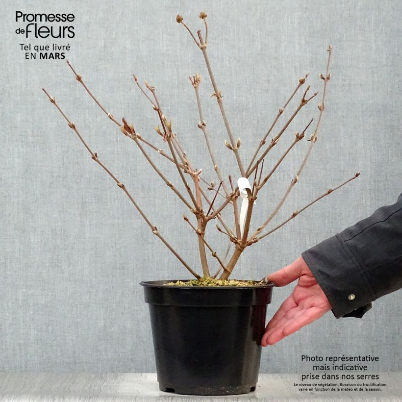Exemplar von Japanischer Schneeball Opening Day - Viburnum plicatum Topf mit 3L/4L wie im Frühjahr geliefert