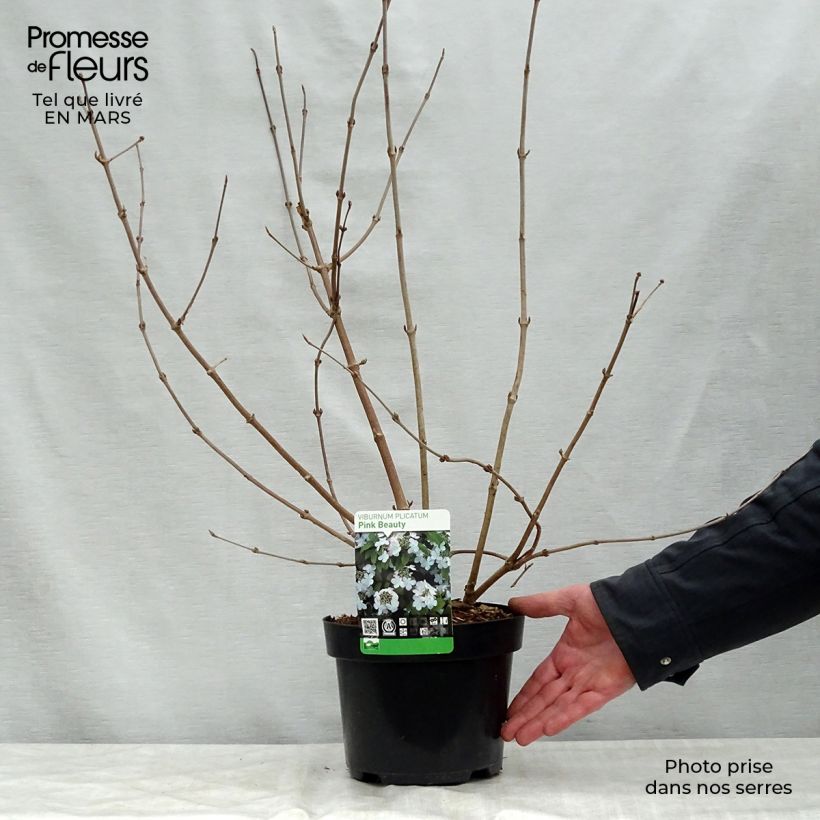 Exemplar von Japanischer Schneeball Pink Beauty - Viburnum plicatum Topf mit 2L/3L wie im Frühjahr geliefert