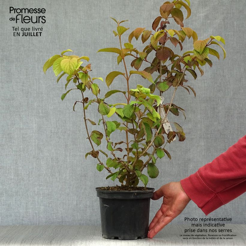Example of Japanischer Schneeball Popcorn - Viburnum plicatum Topf mit 3L/4L as you get in ete