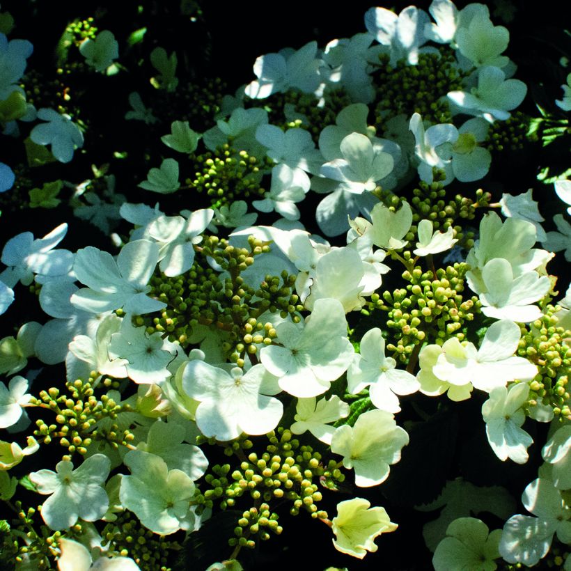 Japanischer Schneeball Shirogami - Viburnum plicatum (Blüte)