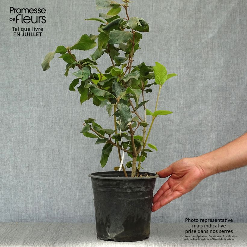 Example of Großblumiger Duftschneeball - Viburnum carlcephalum Topf mit 3L/4L as you get in ete