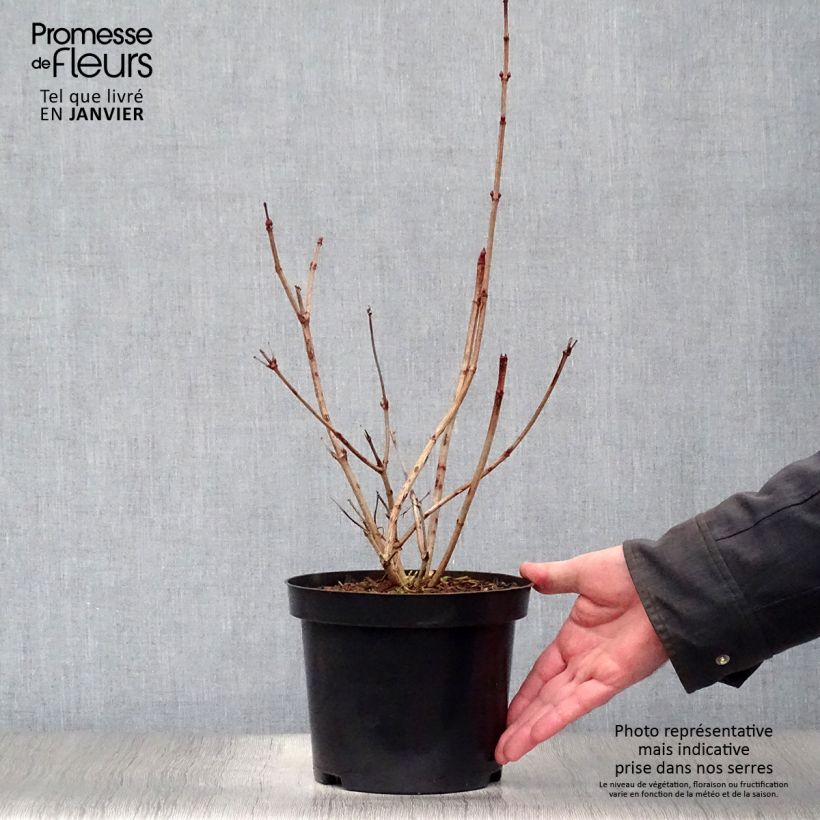 Exemplar von Gewöhnlicher Schneeball Roseum - Viburnum opulus Topf mit 2L/3L wie im Winter geliefert