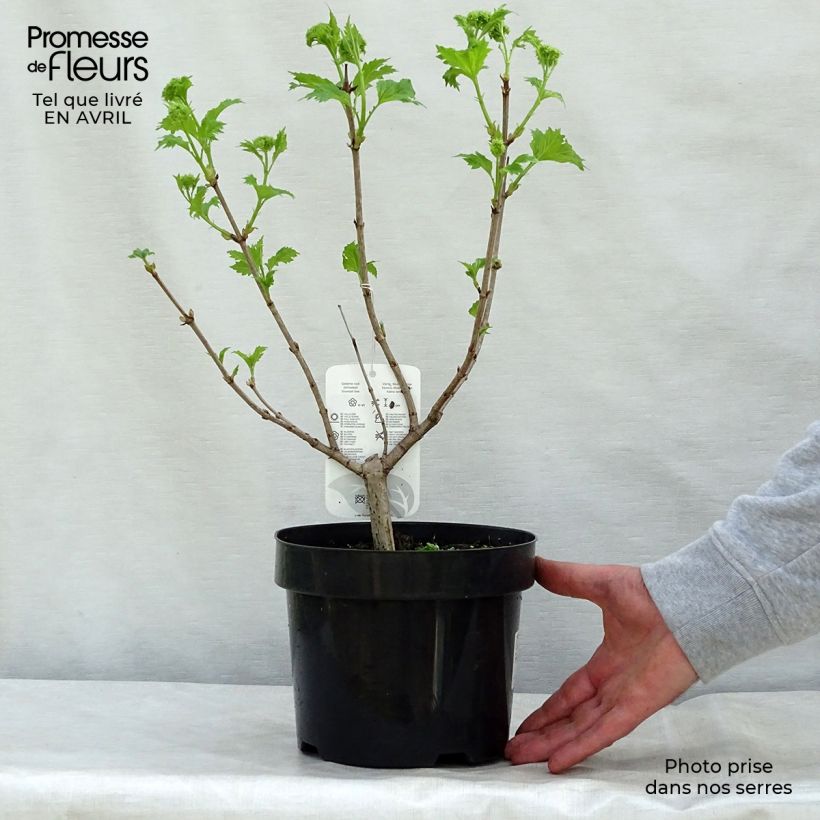 Exemplar von Gewöhnlicher Schneeball Roseum - Viburnum opulus Topf mit 2L/3L wie im Frühjahr geliefert